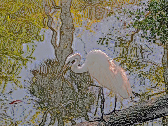 Great White Egret