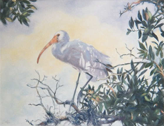 Ibis in Oaks