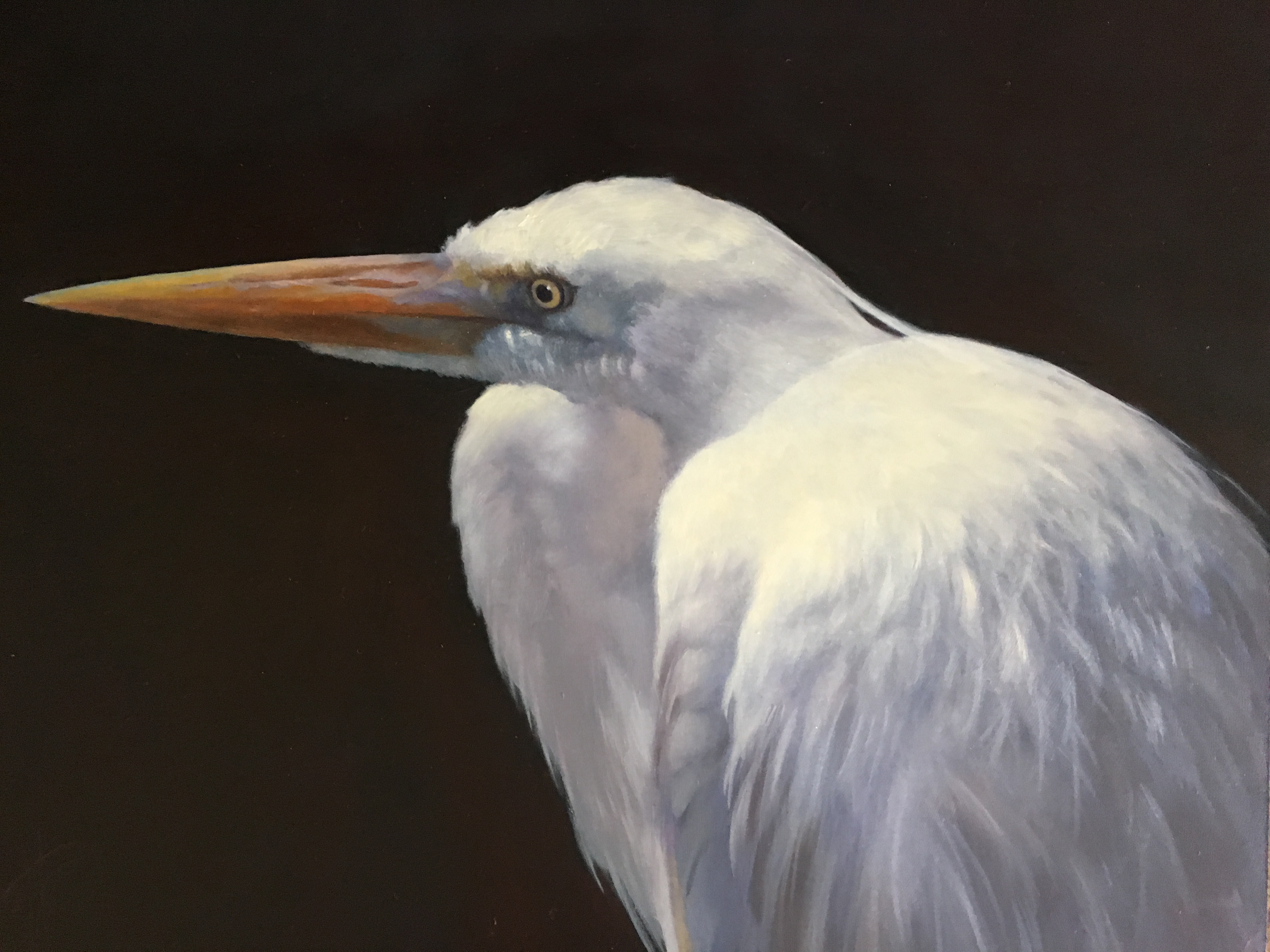 Great White Heron