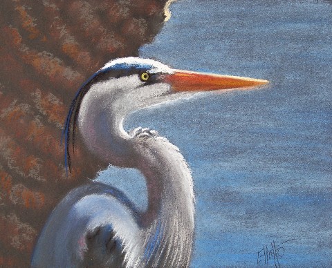 Great Blue head